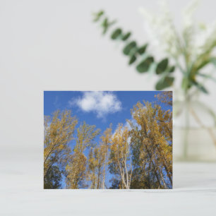 Cartão Postal Olhando para Cima para Árvores de Tulipa