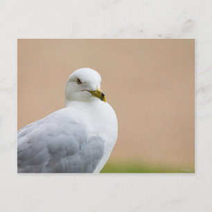Cartão Postal Olhando para fora