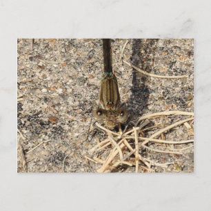 Cartão Postal Olhando para você