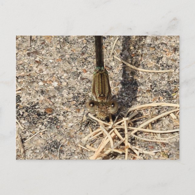 Cartão Postal Olhando para você (Frente)