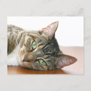 Cartão Postal Olhando para você, gato