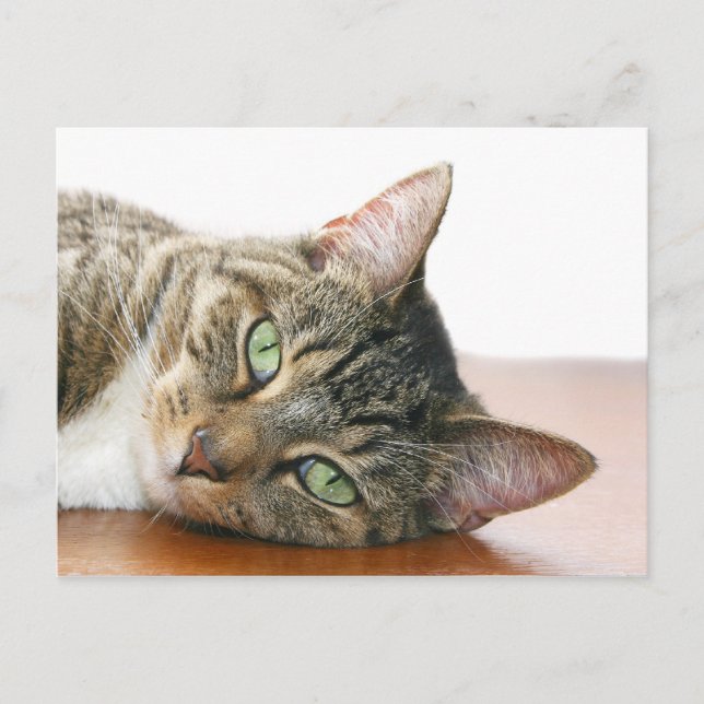 Cartão Postal Olhando para você, gato (Frente)