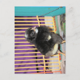 Cartão Postal Olhar