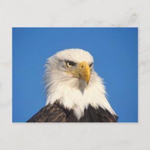 Cartão Postal Olhar de águia careca
