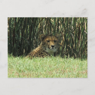 Cartão Postal olhar de chita