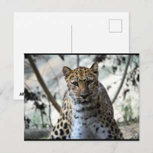 Cartão Postal Olhar do Leopardo