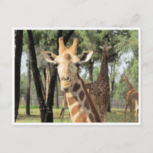 Cartão Postal olhar girafa