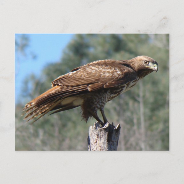 Cartão Postal Olhar Hawk de cauda vermelha (Frente)