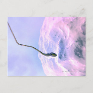 Cartão Postal Olhar magnificamente para um esperma fertilizando