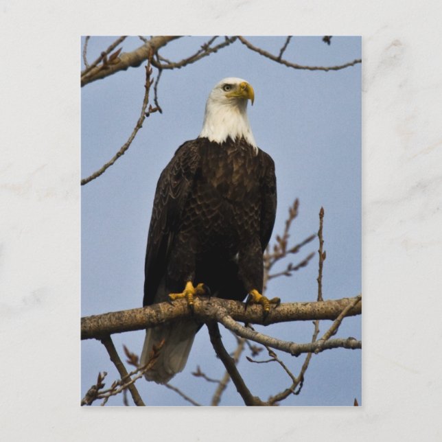 Cartão Postal Olhar Penetrante (Frente)