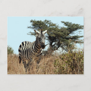 Cartão Postal olhar zebra