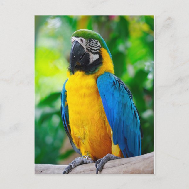 Cartão Postal Olhe para mim (Frente)