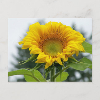 Cartão Postal olhe para mim girassol