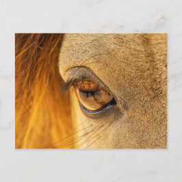 Cartão Postal Olho de cavalo