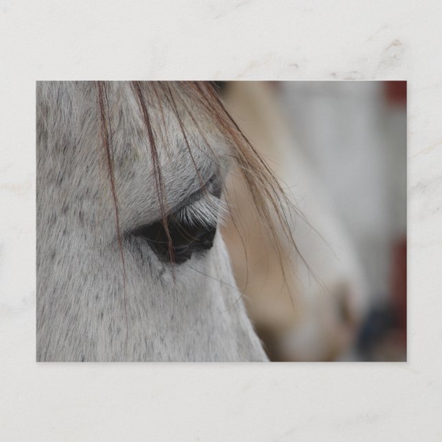Cartão Postal Olho de Cavalo de cinza (Frente)