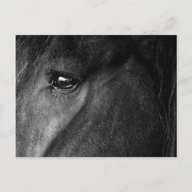 Cartão Postal olho de cavalo frísio (Frente)