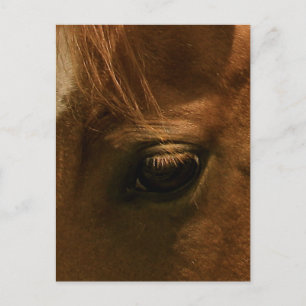 Cartão Postal Olho de Cavalo Solúvel