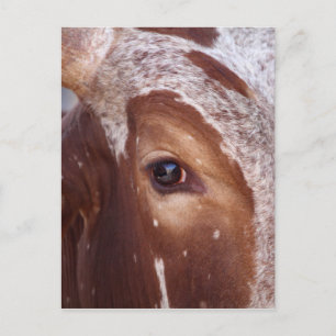 Cartão Postal Olho De Vaca
