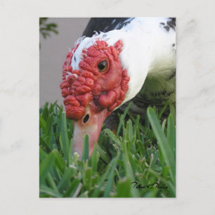 Cartão Postal Olho do Pato Close-Up Fotografia