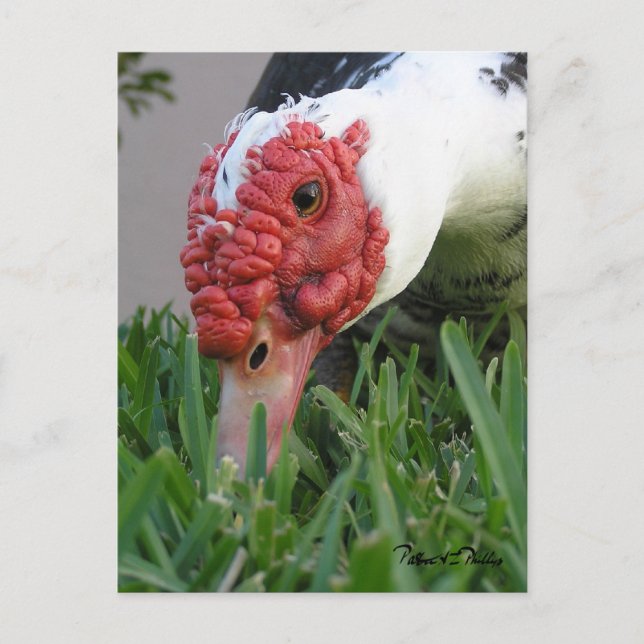 Cartão Postal Olho do Pato Fotografia de Perto (Frente)