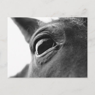 Cartão Postal Olho do pônei 1