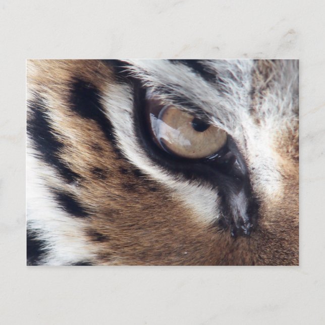 Cartão Postal Olho do Tigre (Frente)