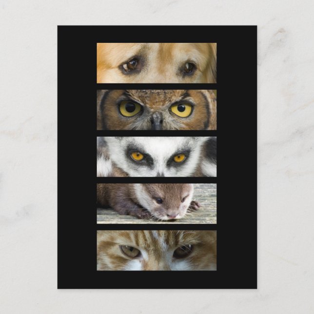 Cartão Postal - Olhos Animais (Frente)