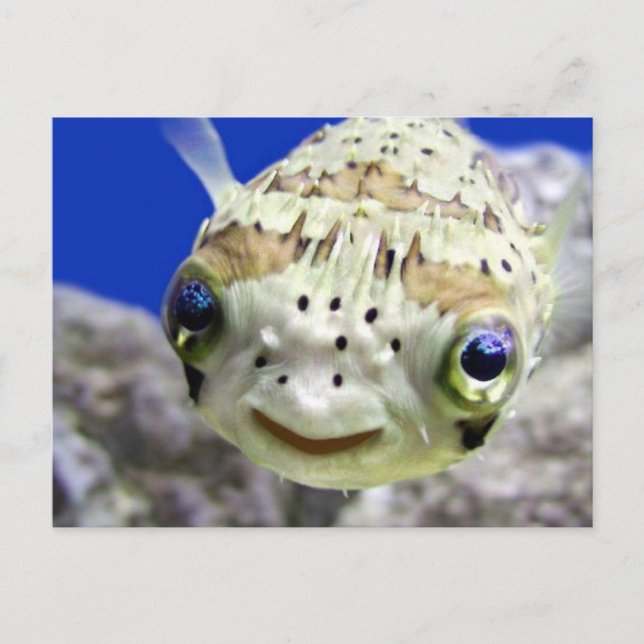 Cartão Postal Olhos azuis grandes (Frente)