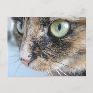 Cartão Postal Olhos de gato