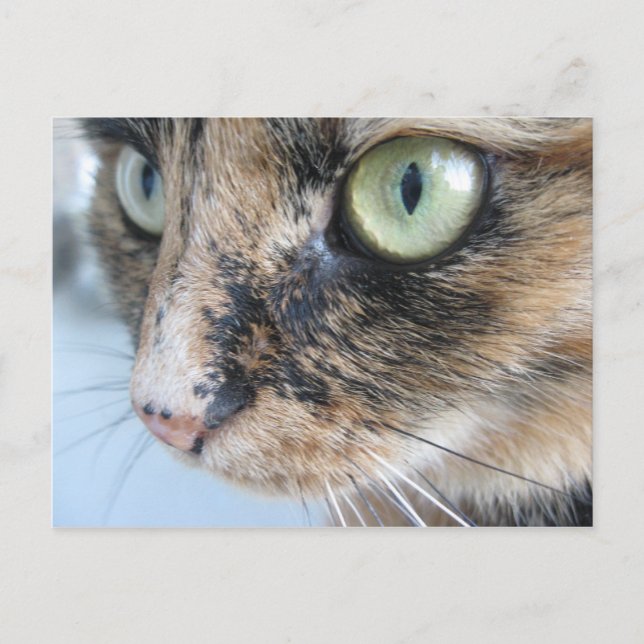 Cartão Postal Olhos de gato (Frente)