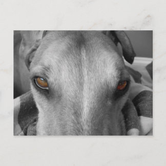 Cartão Postal Olhos de Greyhound
