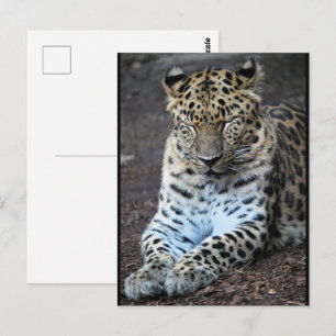 Cartão Postal Olhos de Leopardo Fechados