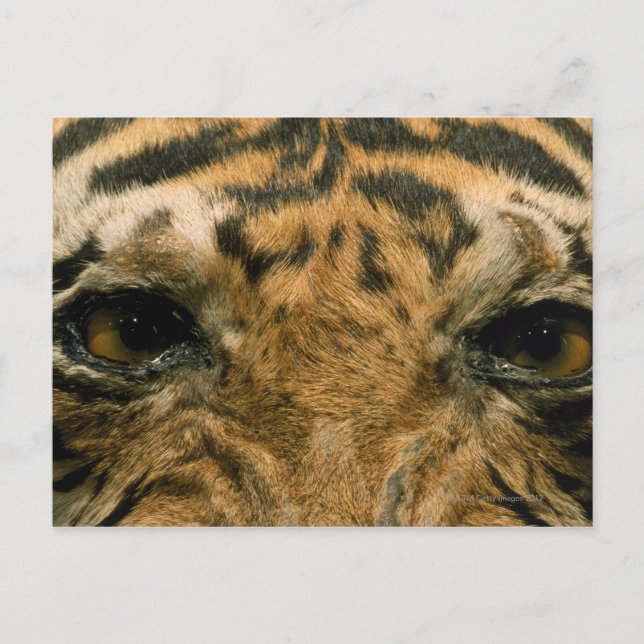 Cartão Postal Olhos de Tigre (Frente)