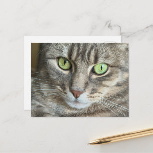 Cartão Postal Olhos Esmeralda – Retrato de um Gato de Olhos Verd