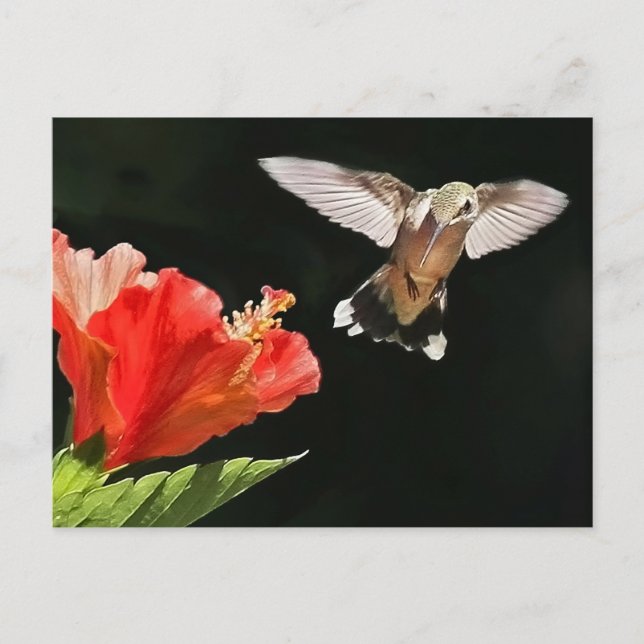 Cartão Postal Olhos no Prêmio (Frente)