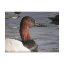 Olhos Vermelhos Brilhantes Do Pato De Canvasback