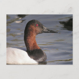 Cartão Postal Olhos Vermelhos Brilhantes Do Pato De Canvasback