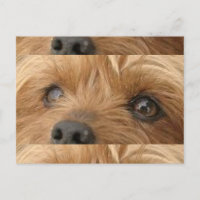 olhos yorkie