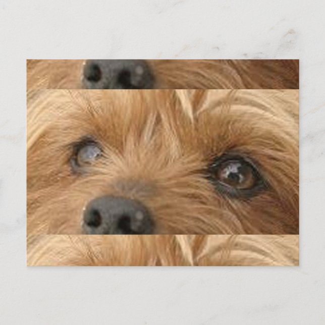 Cartão Postal olhos yorkie (Frente)