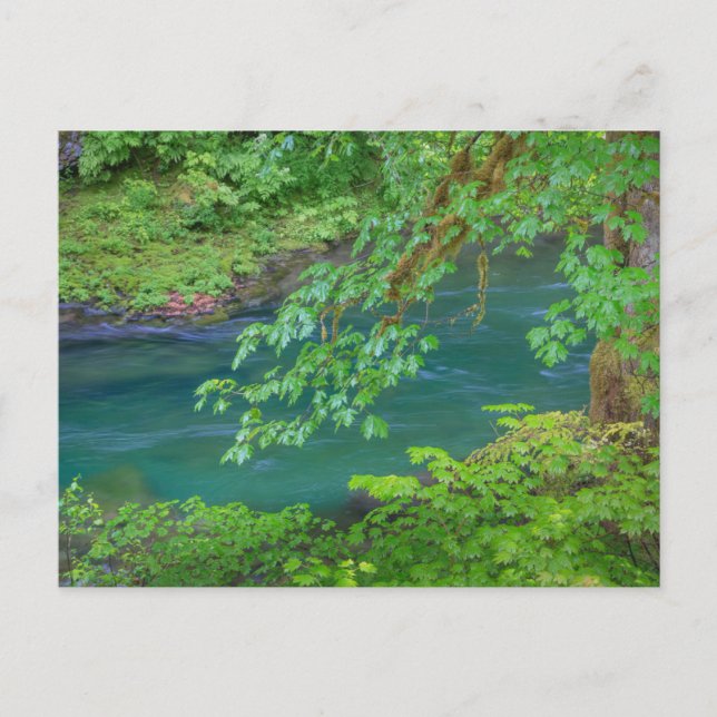 Cartão Postal Olimpiadas National Park Estado de Washington (Frente)