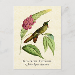 Cartão Postal Olivaceous Thornbill Hummingbird Vintage Art