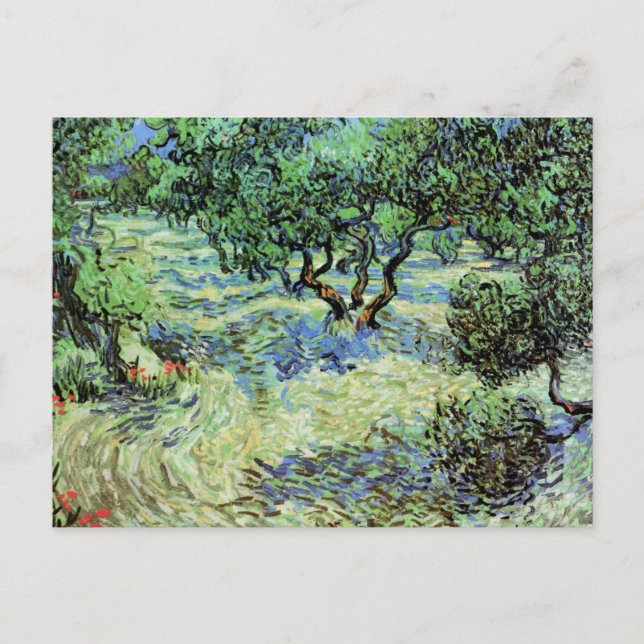 Cartão Postal Olive Grove de Vincent van Gogh (Frente)
