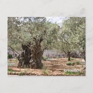 Cartão Postal Oliveiras em Gethsemane, Jerusalém, Israel