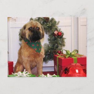 Cartão Postal Oliver - Brussels Griffon - Andrews