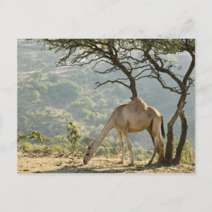Cartão Postal Omã, Região de Dhofar, Salalah. Camelo