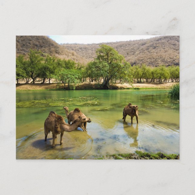 Cartão Postal Omã, Wadi darbat (Frente)
