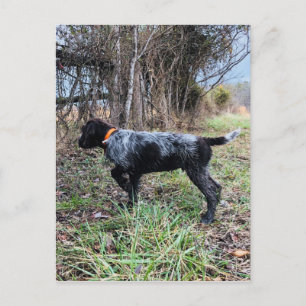 Cartão Postal On point puppy