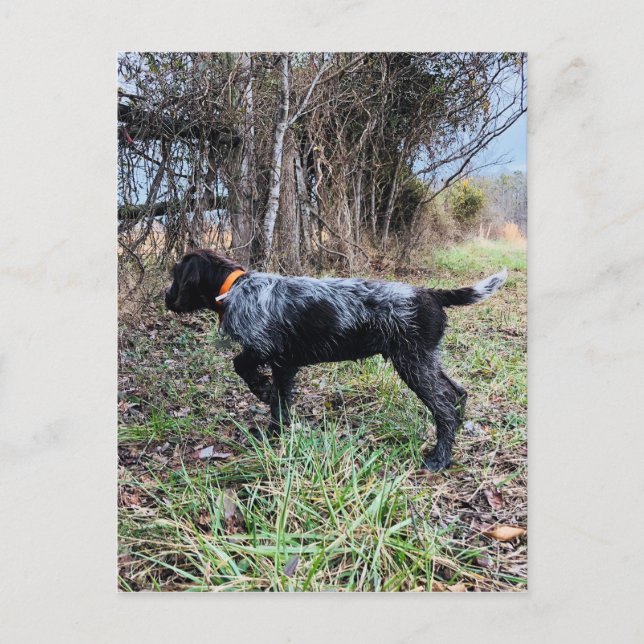 Cartão Postal On point puppy (Frente)