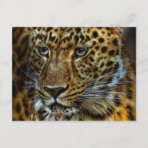 Cartão Postal Onça-pintada