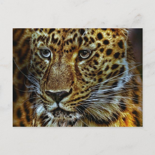 Cartão Postal Onça-pintada (Frente)